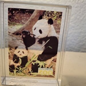 San Diego Zoo Panda Etched Glass